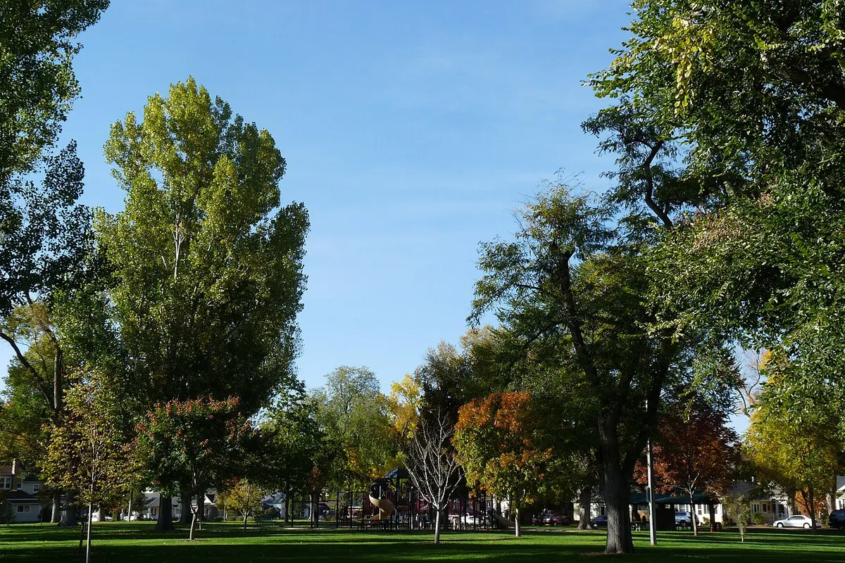Main Park in Windsor in autumn, big cottonwoods and maples turning over the lawn and the playground beyond