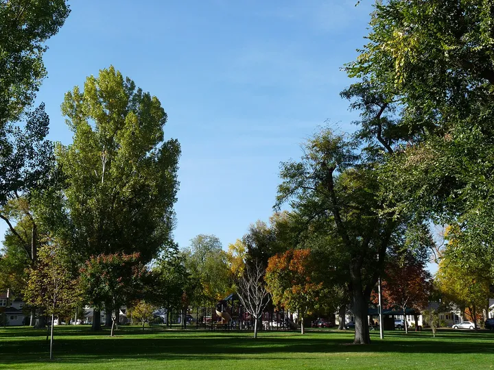 Main Park in Windsor in autumn, big cottonwoods and maples turning over the lawn and the playground beyond
